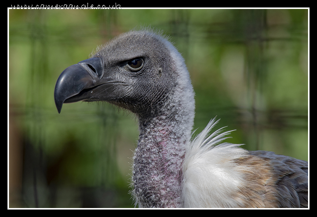 Vulture
Liberty's Owl, Raptor and Reptile Centre
Keywords: Liberty&#039;s Owl, Raptor Reptile Centre Vulture