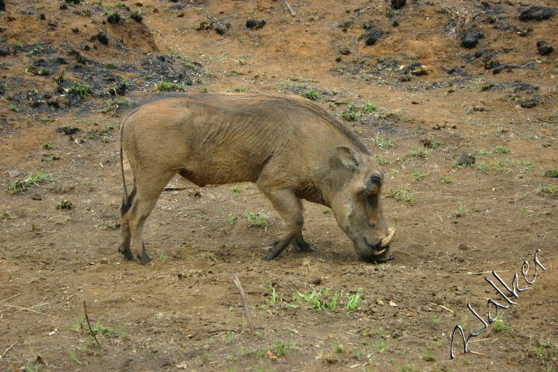 Warthog
A Warthog in Pilanesberg, South Africa
Keywords: Warthog Pilanesberg South Africa