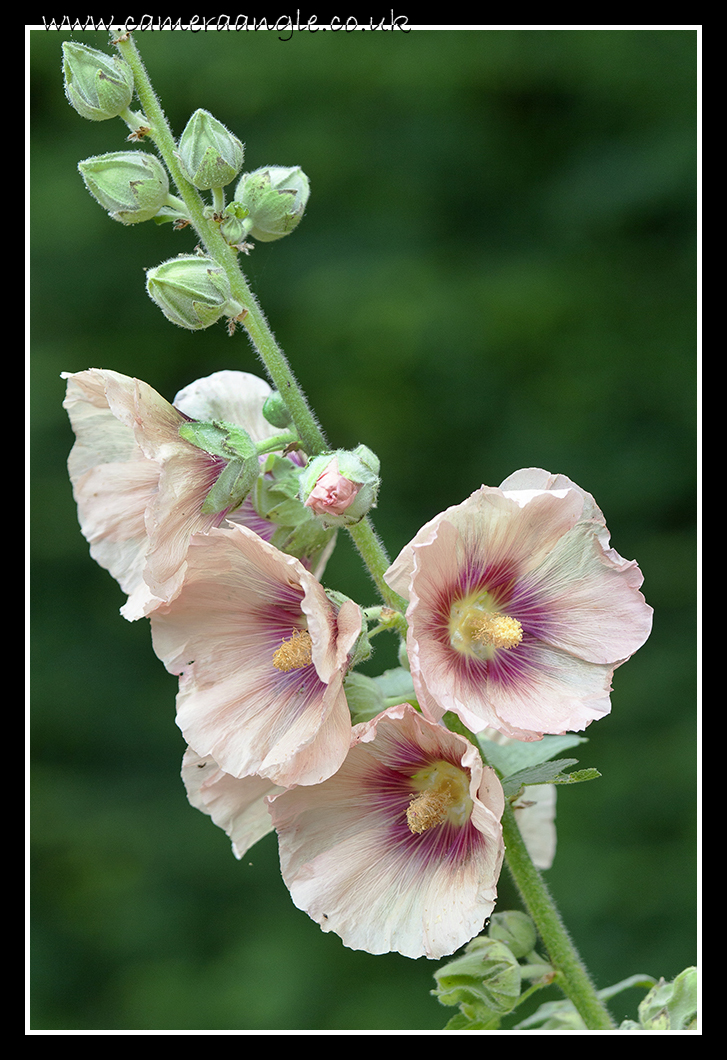 Wenlock Priory
Keywords: Wenlock Priory Flower