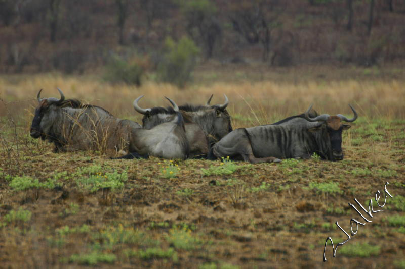 Wilderbeast
A Wilderbeast in Pilanesberg, South Africa
Keywords: Wilderbeast Pilanesberg South Africa