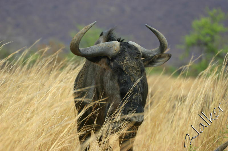 Wilderbeast
A Wilderbeast in Pilanesberg, South Africa
Keywords: Wilderbeast Pilanesberg South Africa