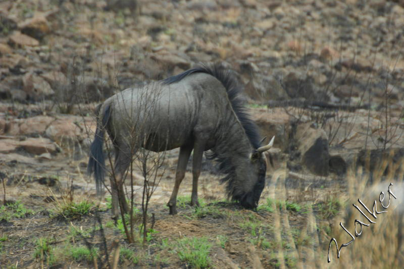 Wilderbeast
A Wilderbeast in Pilanesberg, South Africa
Keywords: Wilderbeast Pilanesberg South Africa