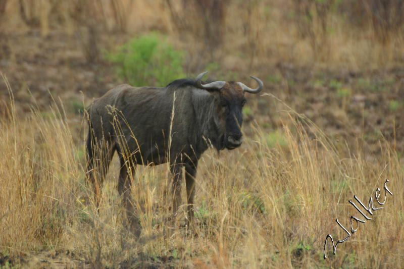 Wilderbeast
A Wilderbeast in Pilanesberg, South Africa
Keywords: Wilderbeast Pilanesberg South Africa