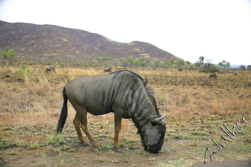 Wilderbeast
A Wilderbeast in Pilanesberg, South Africa
Keywords: Wilderbeast Pilanesberg South Africa