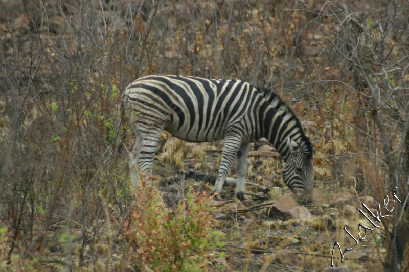 Zebra
A Zebra in Pilanesberg, South Africa
Keywords: Zebra Pilanesberg South Africa