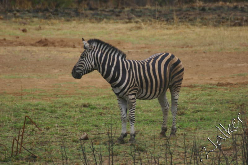 Zebra
A Zebra in Pilanesberg, South Africa
Keywords: Zebra Pilanesberg South Africa