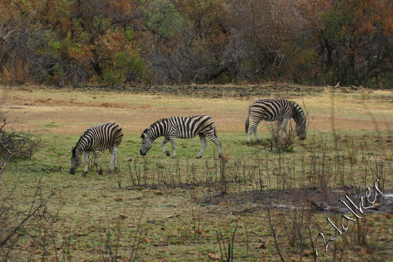 Zebra
Zebra in Pilanesberg, South Africa
Keywords: Zebra Pilanesberg South Africa