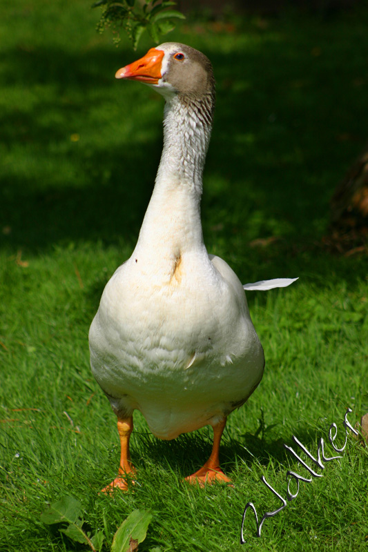 Goose
Yes, it's a Goose.
Keywords: Goose