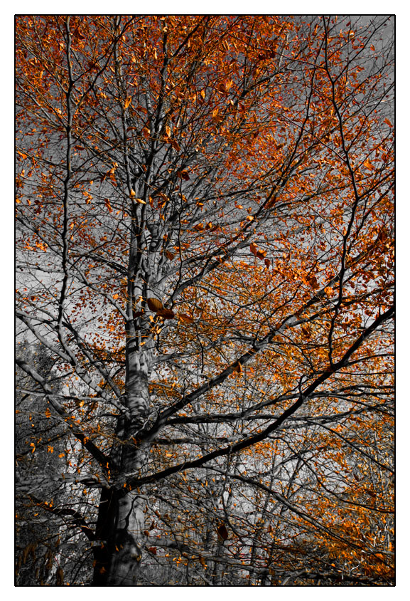 Autumn Tree
I don't normally do Mixed Mono/Colour, but had a go with this shot, I'm not sure if I like it or not, so i'll leave it up for a couple of weeks, and if not then it will disappear :)
Keywords: Autumn Tree