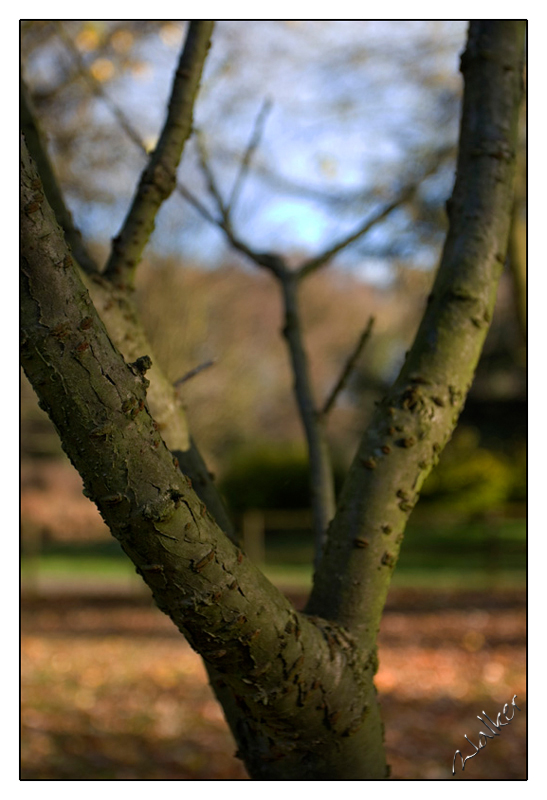 Trees are green
Or so the saying goes
Keywords: Tree