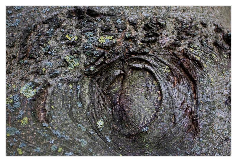 Bark
A close up of some tree bark
Keywords: tree bark