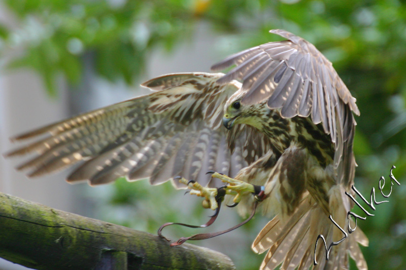 Kestrel
A Kestrel about to land on its Perch
Keywords: Kestrel