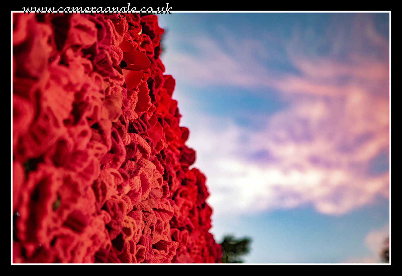 Poppies
Keywords: Hayling Island Poppies