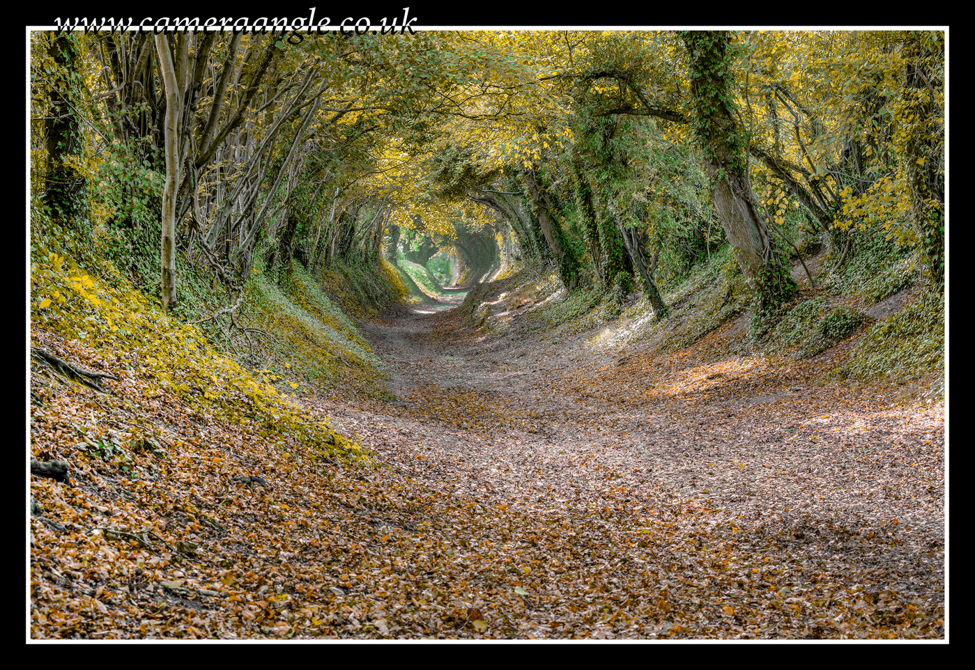 Tree Tunnel
Keywords: Tree Tunnel nr Chichester