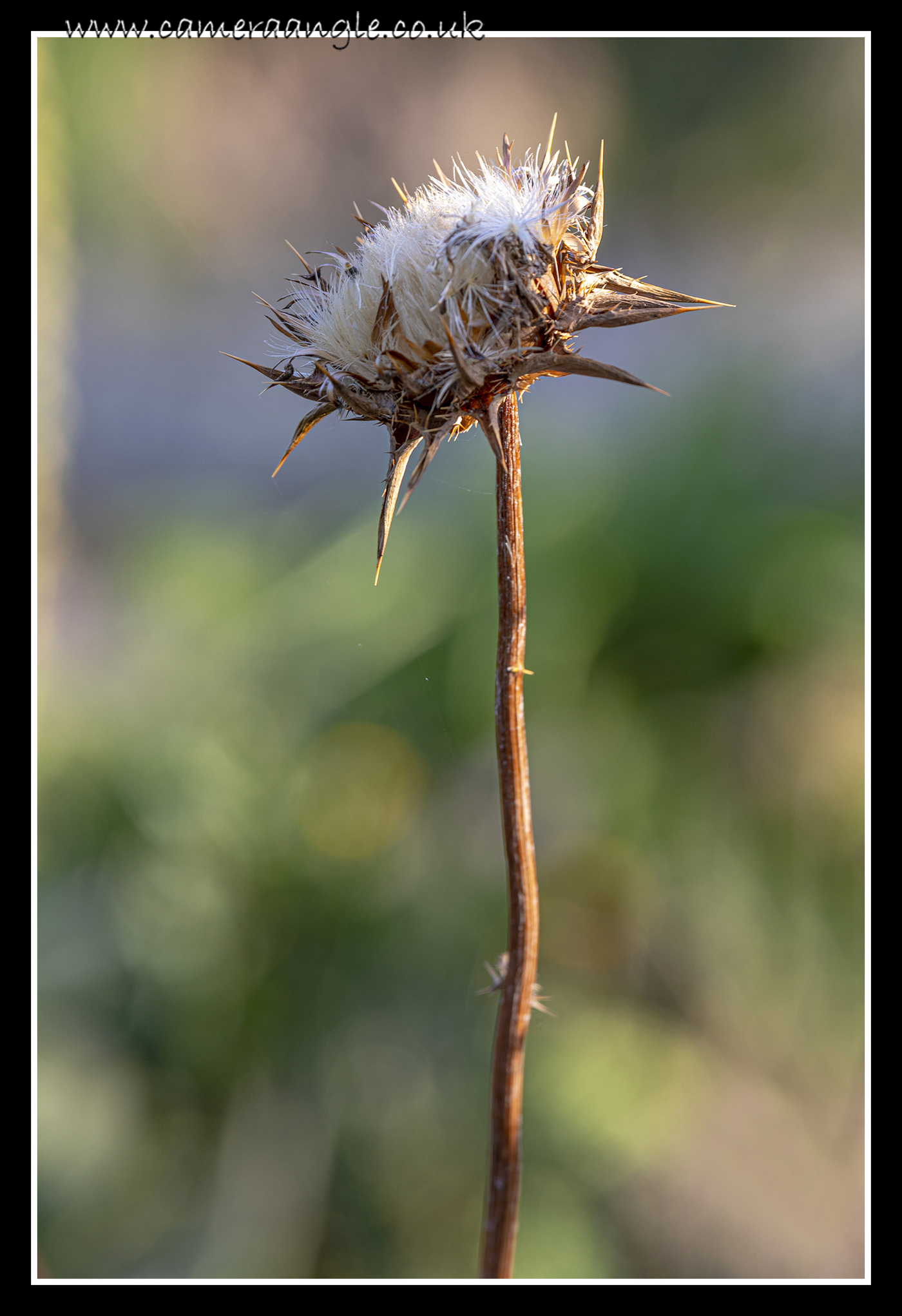 Thistle
Keywords: Thistle Southsea