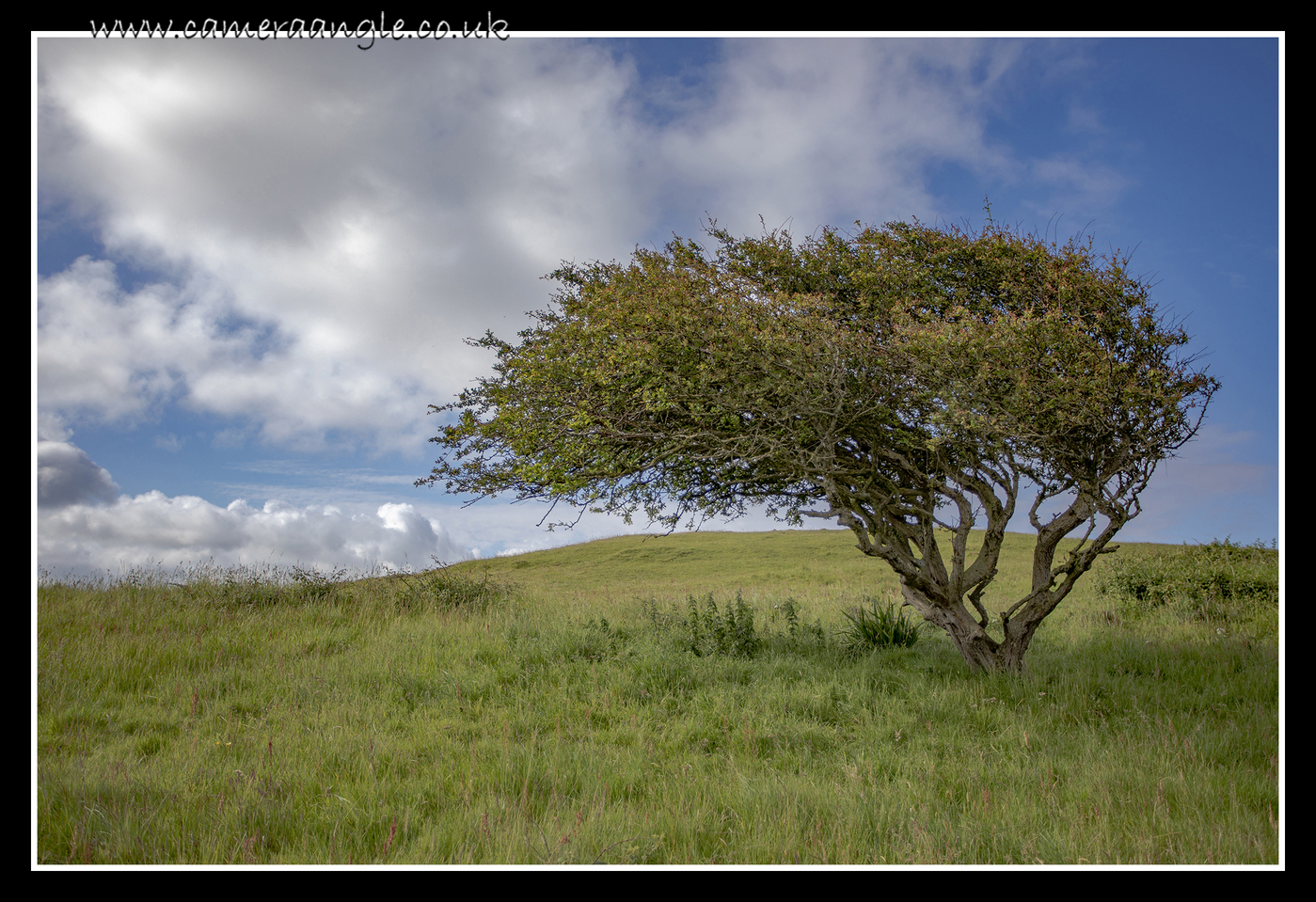 Windswept
Keywords: Windswept Tree Breen Down Mendips Tour