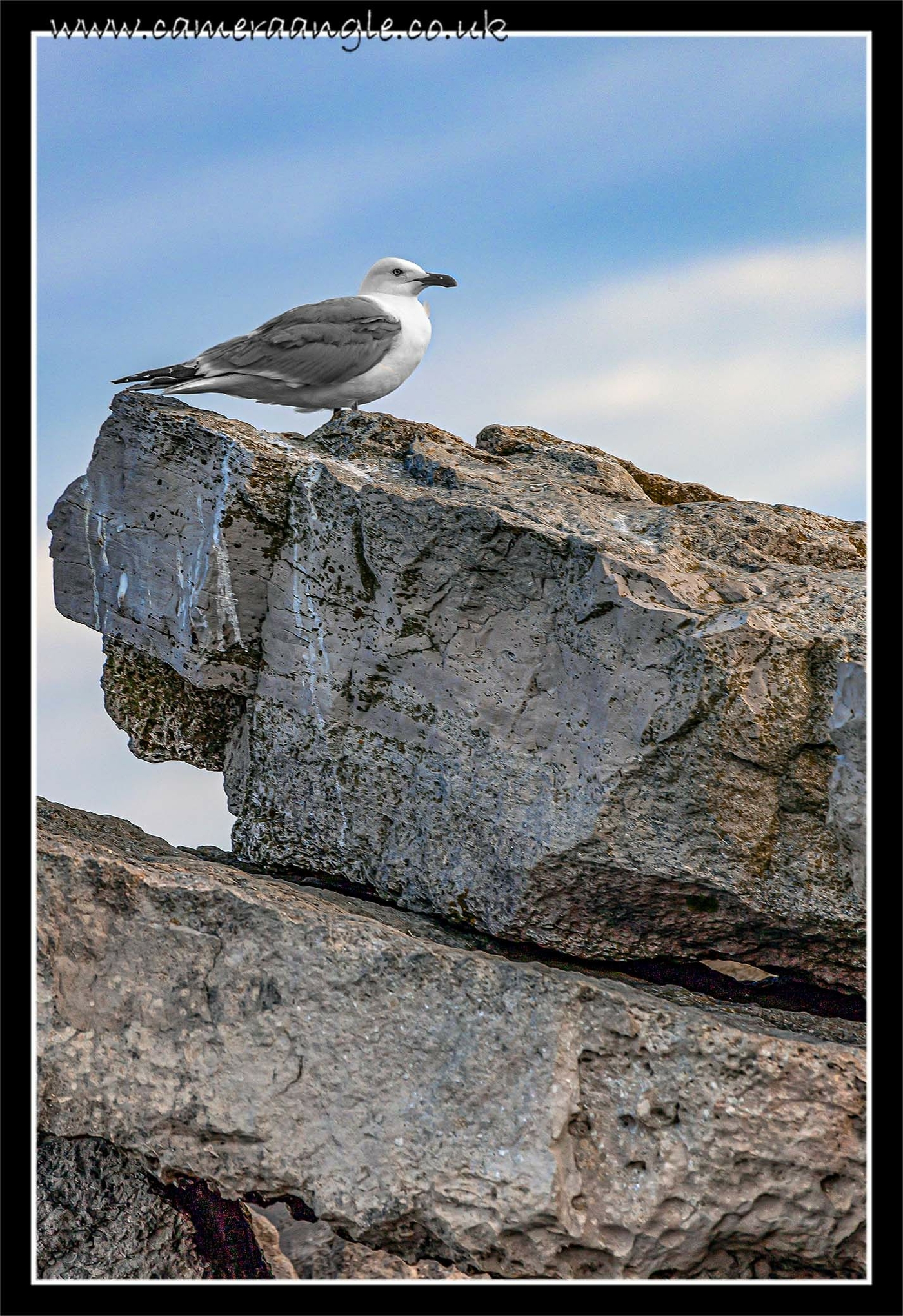 Gull Portland Bill
Keywords: seagull Portland Bill