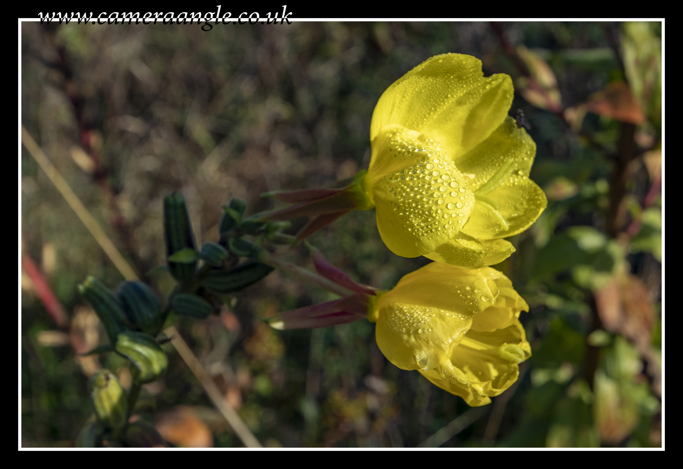 Dew
Keywords: NATS Nature Park