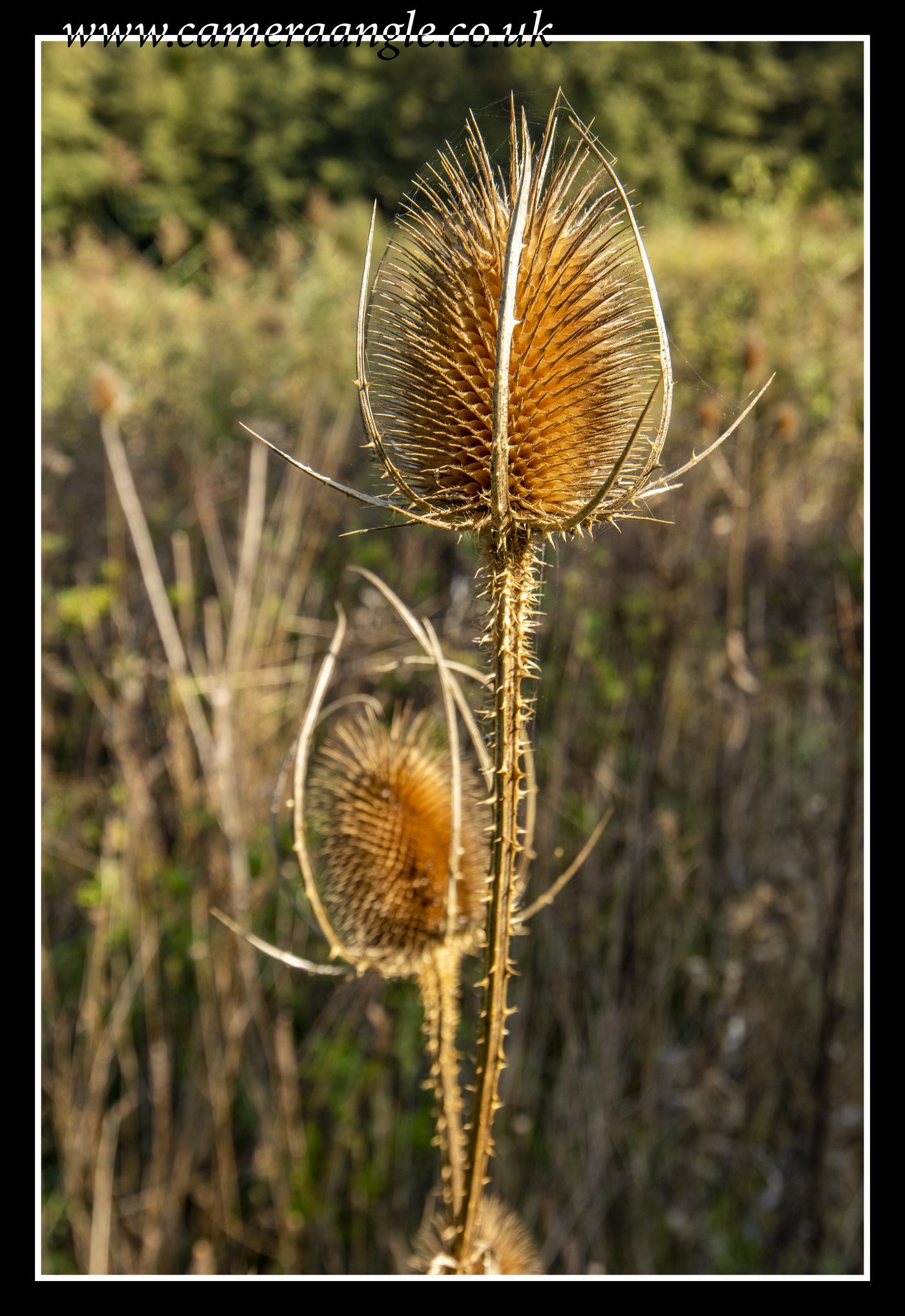 Prickly!
Keywords: NATS Nature Park