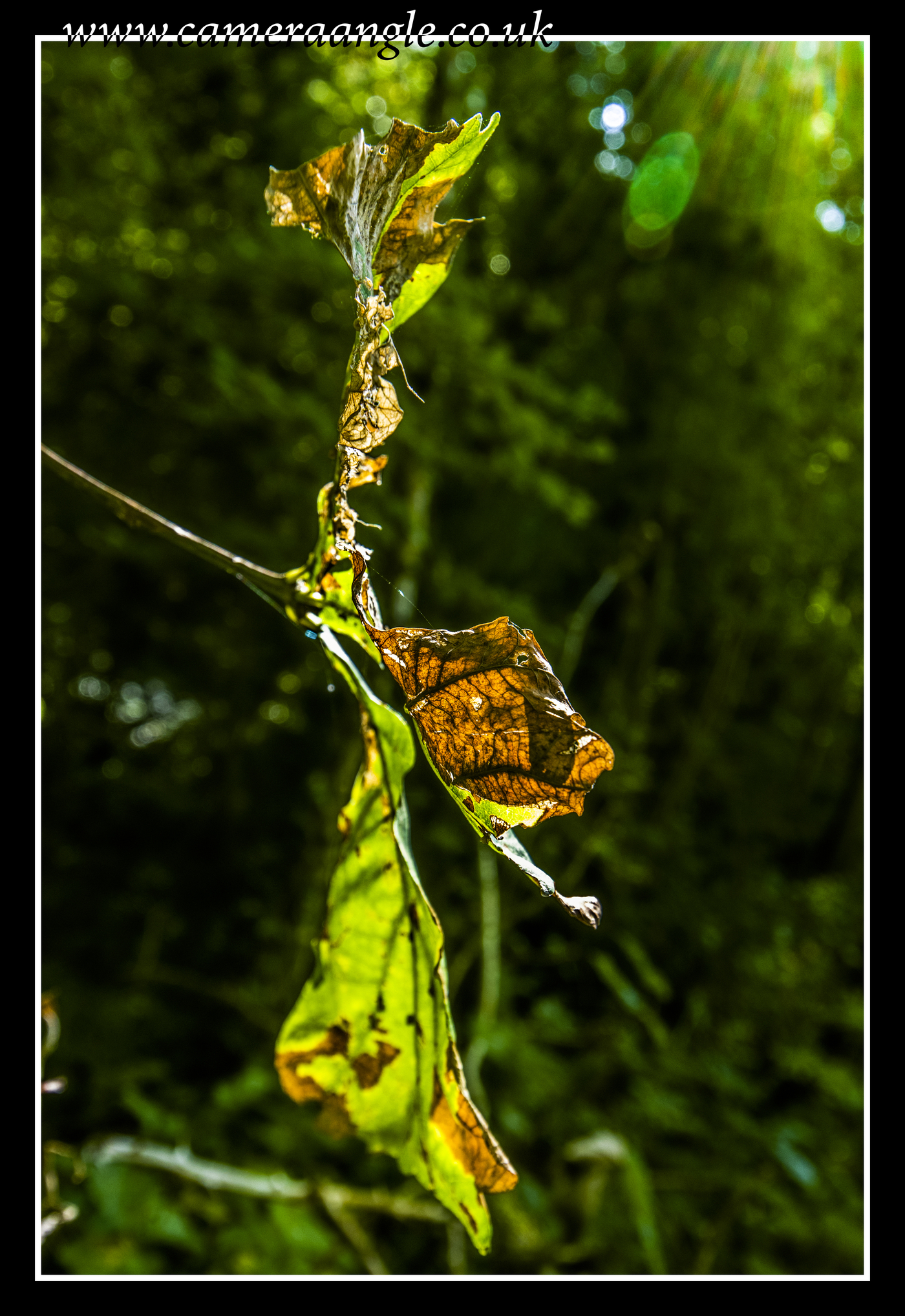 Leaves
Keywords: NATS Nature Park