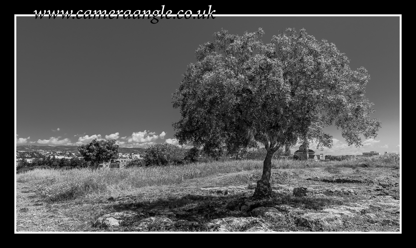 Tree
Keywords: Paphos Tree