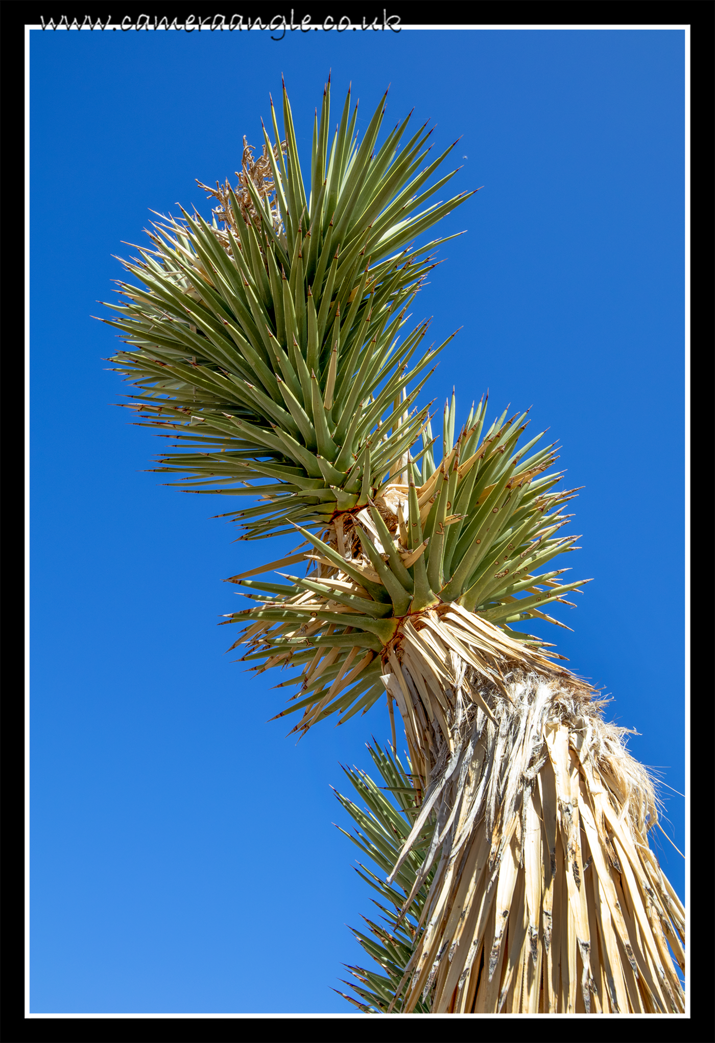 Red Rock Canyon Cactus
Keywords: Red Rock Canyon 2022