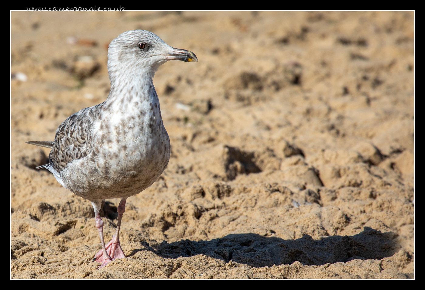 Seagull
Keywords: Seagull