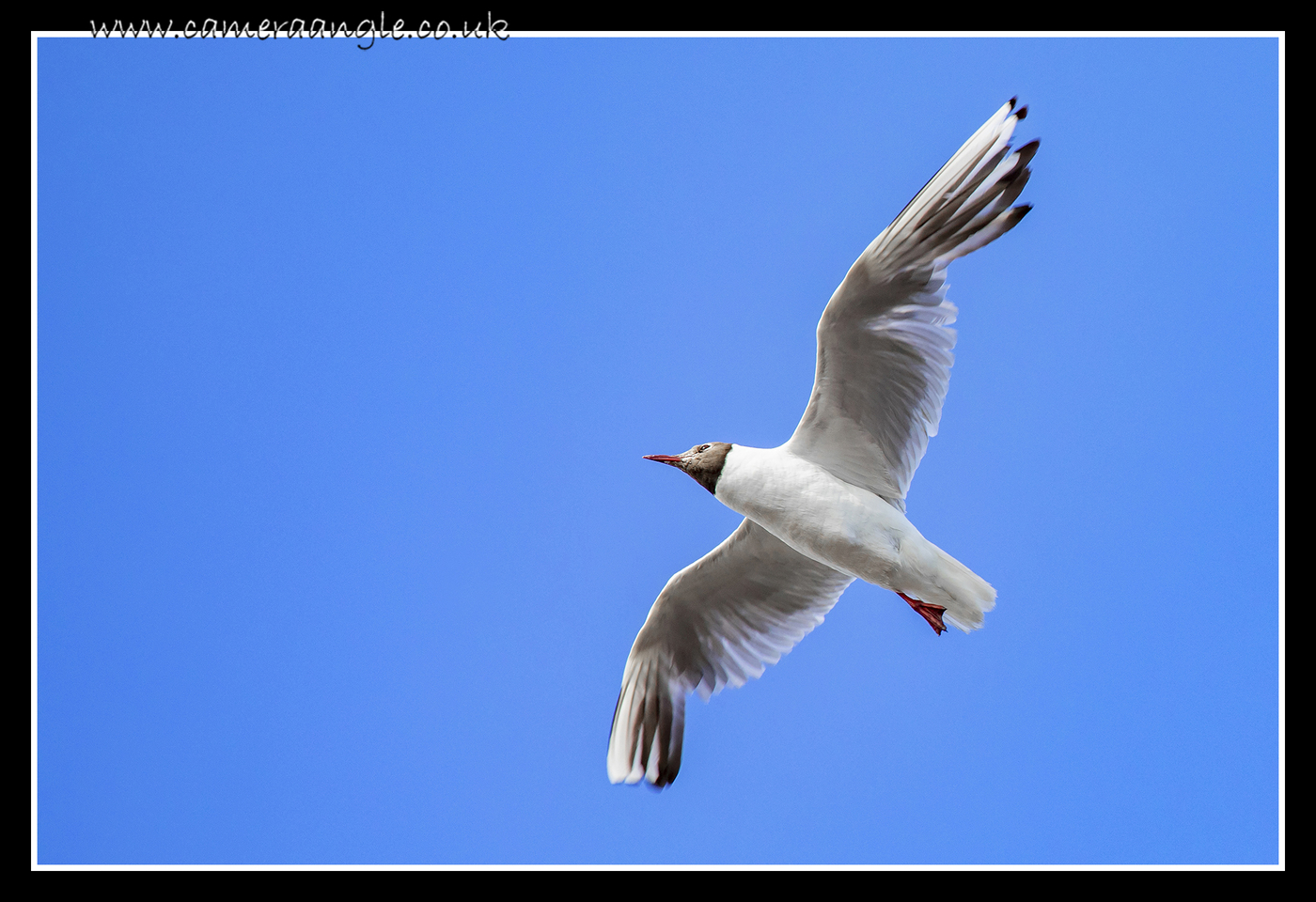 Seagull
Keywords: Seagull Southsea