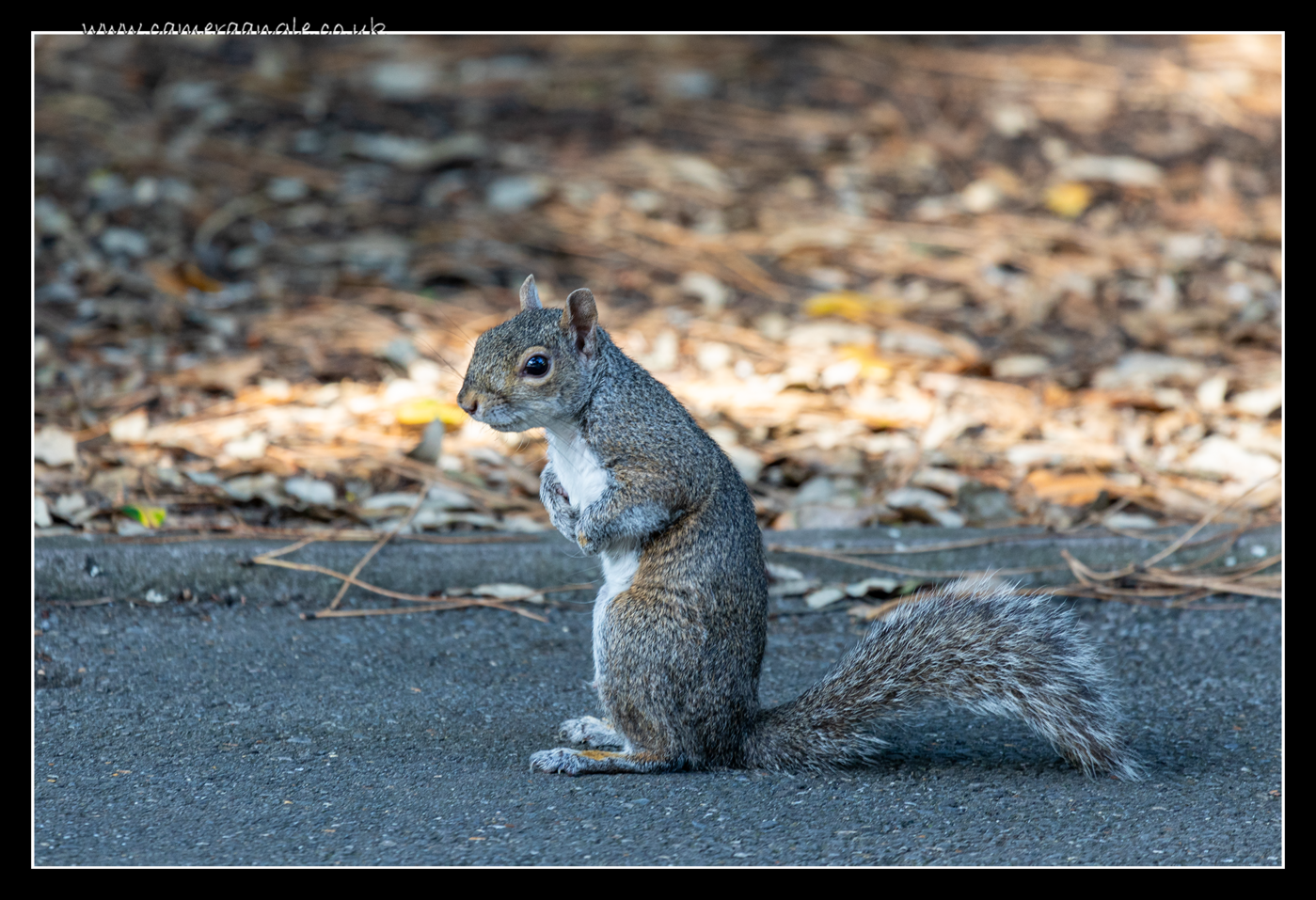 Squirell
Keywords: Squirell
