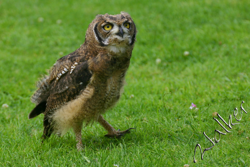 Owl
This lazy owl can't be bothered to fly.
Keywords: Owl