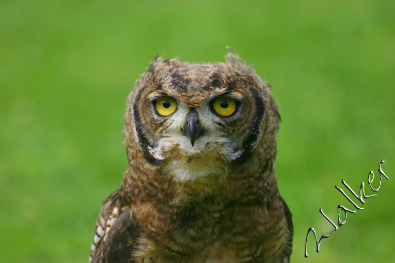 Owl
Yep, an Owl.
Keywords: Owl