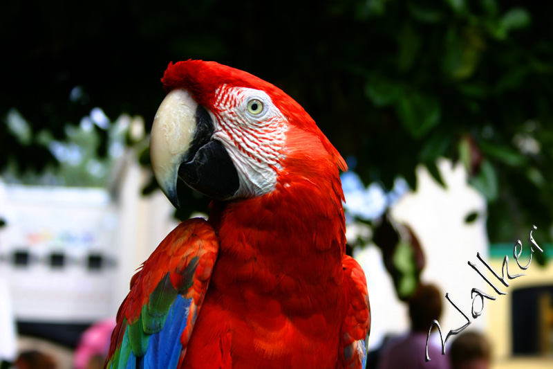 A Parrot
A Parrot
Keywords: Parrot