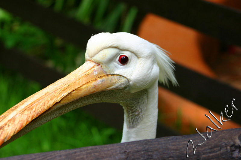 Pelican
A Pelican that I gave a very wide berth to.
Keywords: Pelican