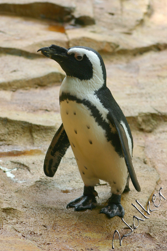 Penguin
A Penguin awaits feeding time
Keywords: Penguin