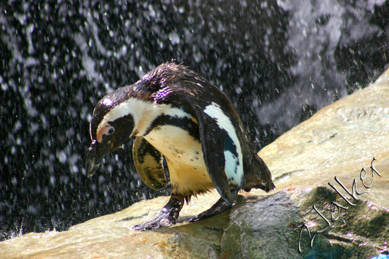 Penguin
Probably the most depressed Penguin I've ever seen, quite sad :)
Keywords: Penguin