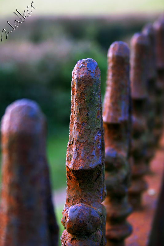 Rusty Railings
These Rusty Railings surrounded a grave at a church in Southampton.
Keywords: Rusty Railings