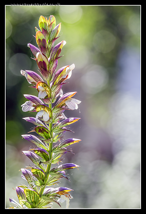 Acanthus_mollis.png