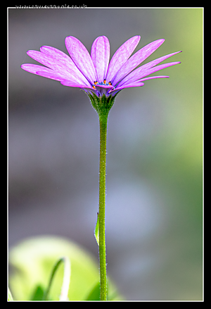 African_Daisy.png