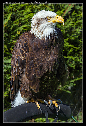 Alaskan_Bald_Eagle_01.jpg