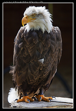 Bald_Eagle.jpg