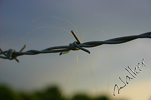 BarbedWire.jpg