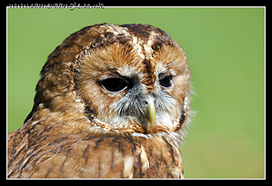 Barn_Owl_02.jpg