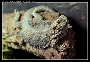 Bearded_Dragon_02.jpg