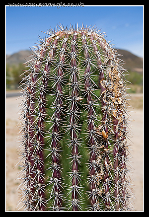 Big_Cactus.jpg