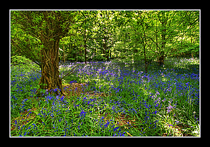 Bluebells.jpg