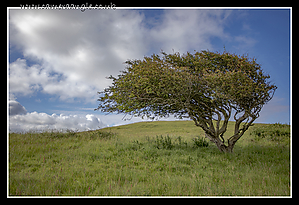 Breen_Down_Tree.jpg