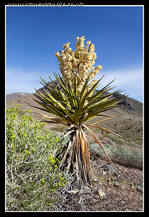 Cactus.jpg