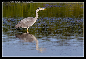 Cuckmere_River_Heron.jpg