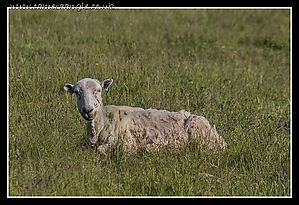 Cuckmere_River_Lamb.jpg