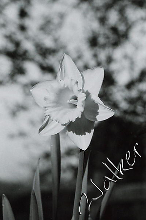 Daffodil.jpg